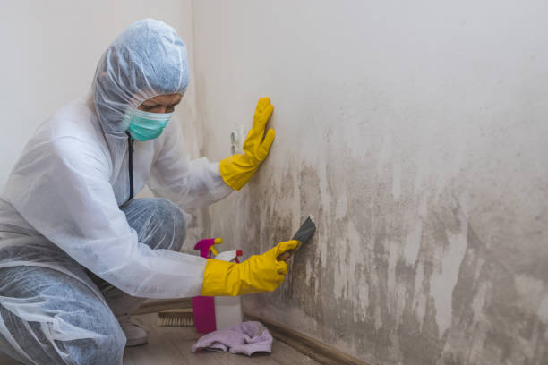 Best Emergency Mold Remediation  in Salisbury, MO